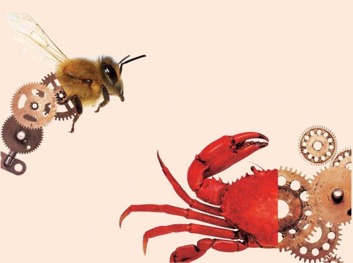 Tense bees and shell shocked crabs