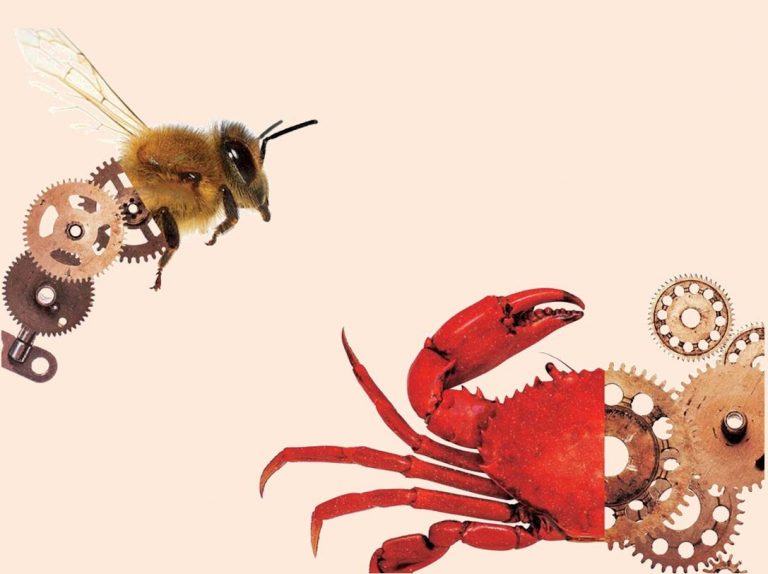 Tense bees and shell shocked crabs