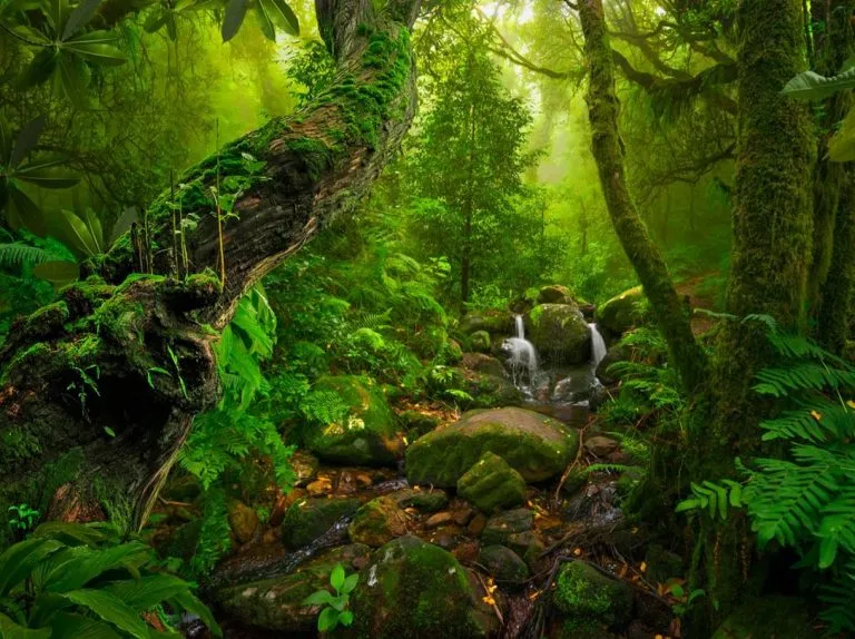 pristine Asian rainforest