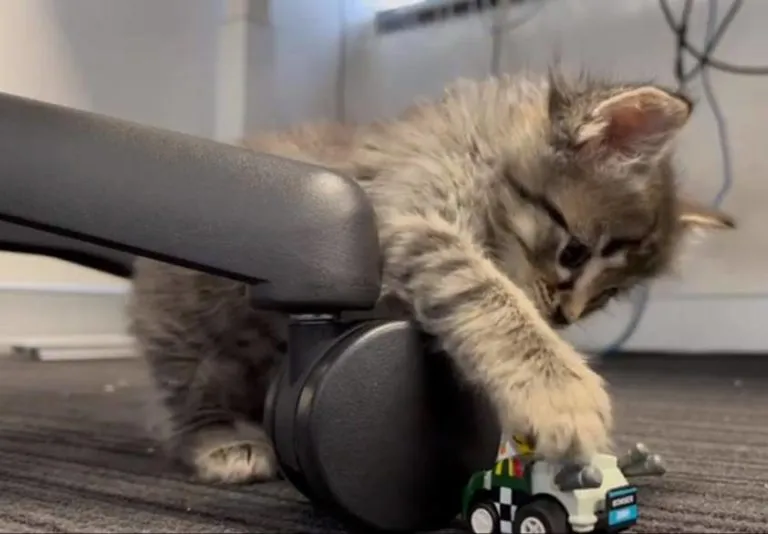Caboodle, the eBooks.com kitten, attacks tiny toy